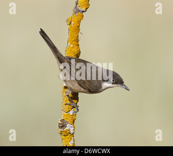 Western Orphean trillo - Sylvia hortensis Foto Stock