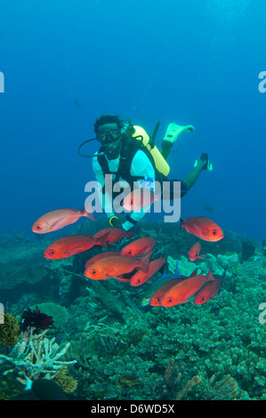 Subacqueo con scuola di esili pinjalo sulla barriera corallina. Foto Stock