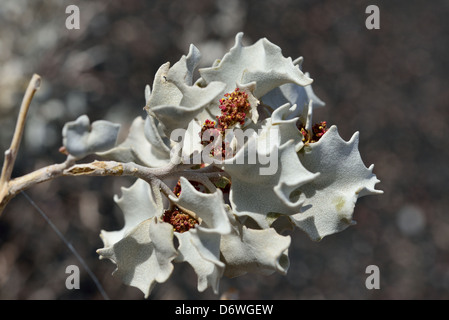Desert Holly (Atriplex hymenelytra) con fiori. Parco Nazionale della Valle della Morte, California, Stati Uniti d'America. Foto Stock