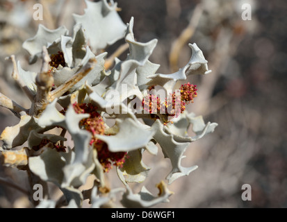 Desert Holly (Atriplex hymenelytra) con fiori. Parco Nazionale della Valle della Morte, California, Stati Uniti d'America. Foto Stock