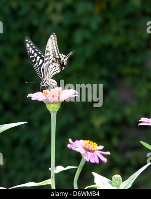 Farfalla sul fiore Foto Stock