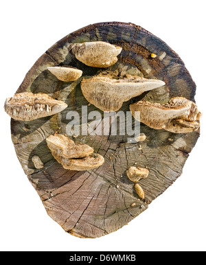 Vecchio avanzo di una quercia con tracce di sega. Il legno di funghi crescono su uno stub. Isolato. Giornata di sole Foto Stock