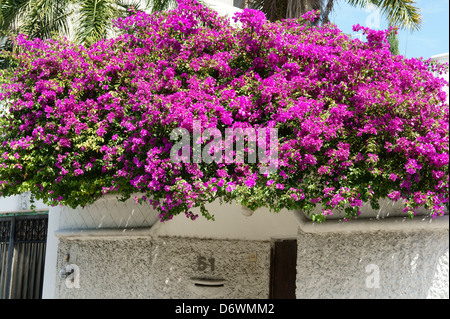 Purple bougainvillea crescente sul tetto di una casa nel centro cittadino, Cancun Quintana Roo, Messico Foto Stock