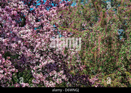 Flowering cherry tree in spring, USA Foto Stock