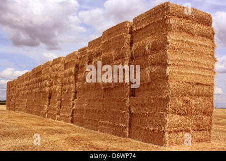 Più balle di paglia impilati in un campo di grano per un naturale agricuture biologico Foto Stock