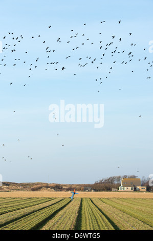 Lo Spaventapasseri in campo agricolo a isola olandese di Texel Foto Stock