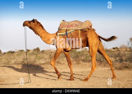 Cammello nel deserto di Thar, Rajasthan, India Foto Stock