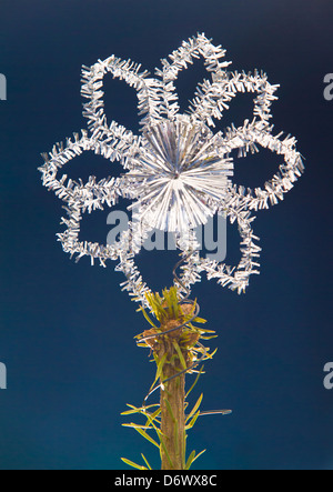 Primo piano di una stella di tinsel d'argento sulla parte superiore del albero di Natale reale. Foto Stock