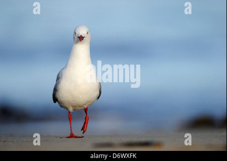 Rosso-fatturati Gull permanente sulla spiaggia. Foto Stock