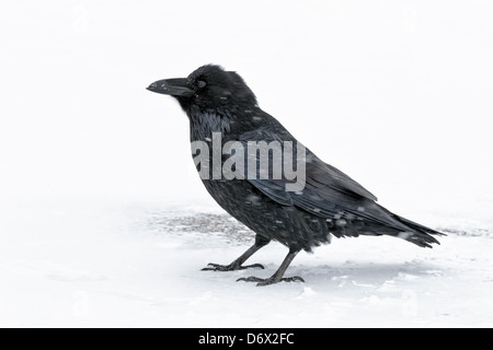 Raven in piedi nella neve Foto Stock