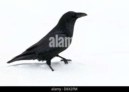 Raven in piedi nella neve Foto Stock