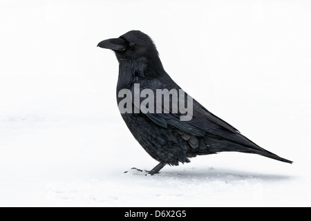 Raven in piedi nella neve Foto Stock