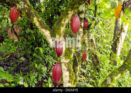 Baccelli di cacao (Theobroma cacao). Questo è l'ibrido CCN-51 varietà. Foto Stock