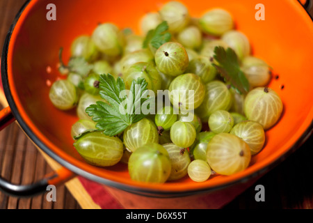 Handpicked uva spina in un colapasta arancione su un tavolo Foto Stock