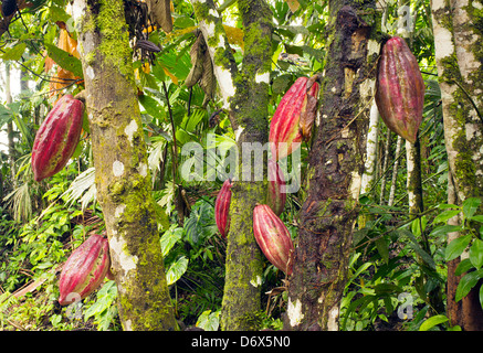 Baccelli di cacao (Theobroma cacao). Questo è l'ibrido CCN-51 varietà. Foto Stock