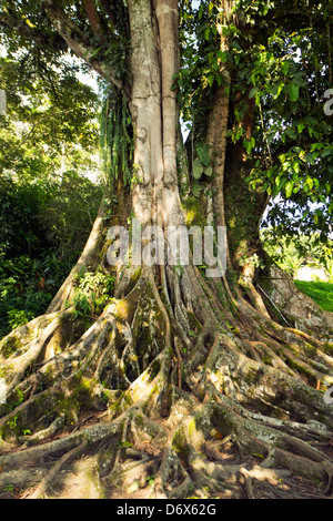 Grandi Ficus albero nella foresta pluviale primaria con radici quadrate, Ecuador Foto Stock