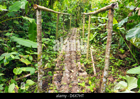 Rustico passerella in legno nella foresta amazzonica, Ecuador Foto Stock