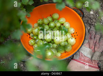 Ribes, handpicked dalla boccola in un colapasta arancione Foto Stock