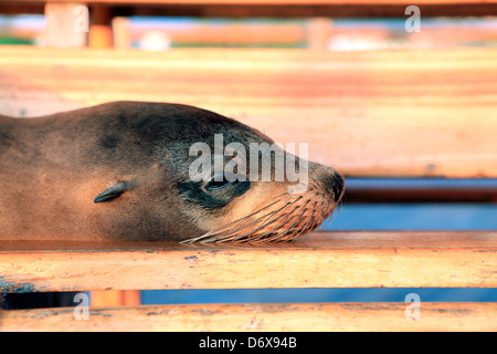 Lazy Sea Lion in appoggio sul pubblico panca in legno sede nelle isole Galapagos Foto Stock