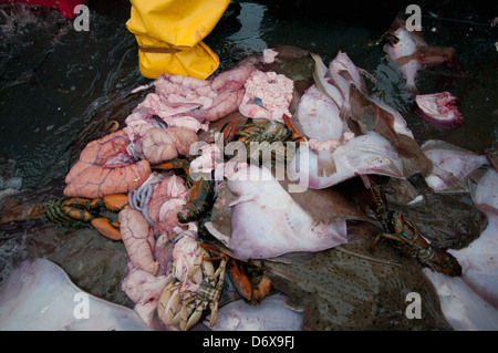 Le catture accessorie di American Astici (Homarus americanus), poco Skate (Leucoraja erinacea), Atlantico pesce Merluzzo bianco (Gadus morhua) le budella Foto Stock