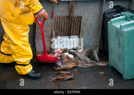 Fisherman spalare la cattura accessoria di American Astici (Homarus americanus) atlantico Pesce Merluzzo bianco (Gadus morhua) e un po' di Skate Foto Stock