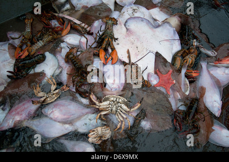 Le catture accessorie di American Astici (Homarus americanus), marrone Granchi (Cancer pagurus), poco Skate (Leucoraja erinacea) Foto Stock