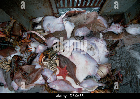 Le catture accessorie di American Astici (Homarus americanus), marrone Granchi (Cancer pagurus), poco Skate (Leucoraja erinacea) Foto Stock