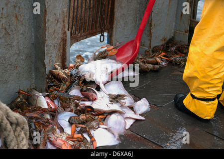 Fisherman spalare le catture accessorie di piccoli Skate (Leucoraja erinacea), American Astici (Homarus americanus) Limanda e passera pianuzza Foto Stock