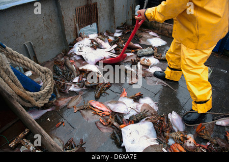 Fisherman spalare le catture accessorie di piccoli Skate (Leucoraja erinacea), American Astici (Homarus americanus) Limanda e passera pianuzza Foto Stock