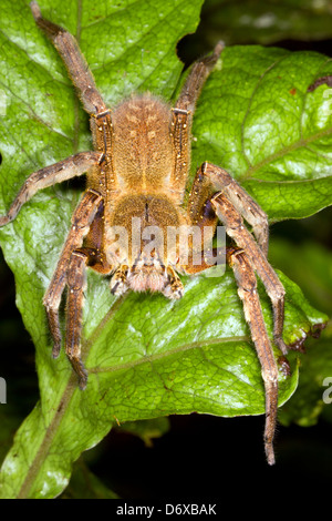 Vagabondaggio velenosi spider (Phoneutria fera) Foto Stock