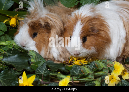 Due capelli lunghi cavia (cavia porcellus) tra i fiori Foto Stock