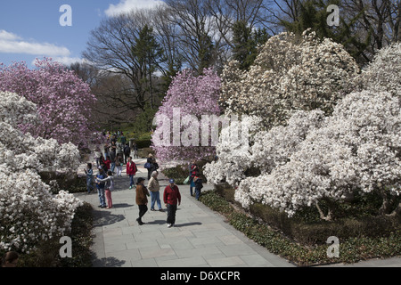 Primavera al Brooklyn Botanic Garden con le magnolie in fiore. Foto Stock