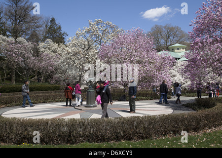 Primavera al Brooklyn Botanic Garden della Magnolia Plaza con le magnolie in fiore. Foto Stock