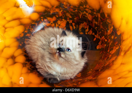 Il piccolo gattino persiano dell'Himalaya si affaccia su da una preziosa e fragile ciotola di vetro Foto Stock