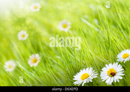 Sfondo di erba con margherite fiori e una coccinella, questo è un giorno di sole - immagine è sfocata sul lato sinistro per spazio di copia Foto Stock