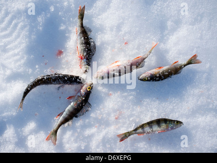 Appena pescato trespoli di acqua dolce ( Perca fluviatilis ) , Finlandia Foto Stock