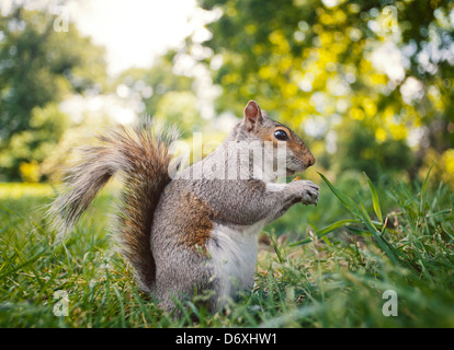 Scoiattolo grigio, Sciurus carolinensis, nella classica posa di alimentazione a basso punto di vista, l'erba Foto Stock