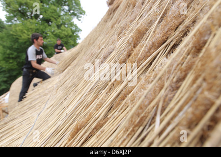 Schierensee, Germania, buona Schirensee ottiene nuovi sterpaglia Foto Stock