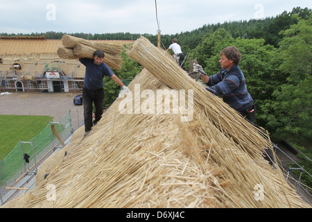 Schierensee, Germania, buona Schirensee ottiene nuovi sterpaglia Foto Stock