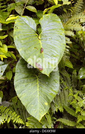 Giant aroid foglie in cloudforest nelle Ande, Ecuador Foto Stock