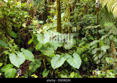 Giant aroid foglie in cloudforest nelle Ande, Ecuador Foto Stock