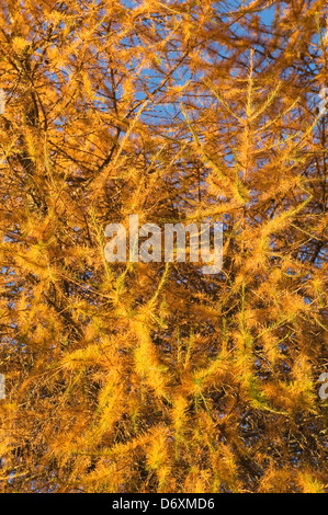 Larice in autunno Foto Stock