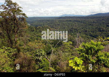 Vista sulla foresta pluviale primaria nell'Amazzonia ecuadoriana Foto Stock