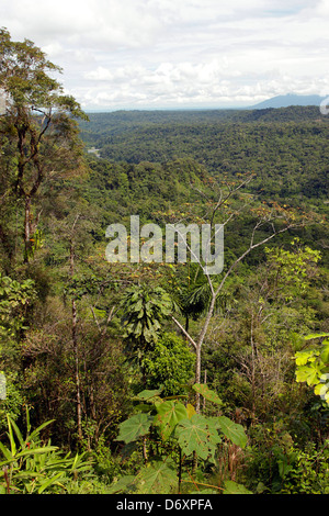 Vista sulla foresta pluviale primaria nell'Amazzonia ecuadoriana Foto Stock