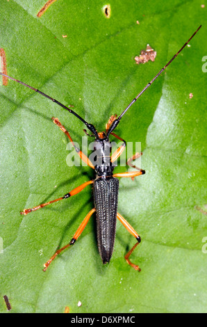 Longhorn beetle (Famiglia Cerambycidae) nella foresta pluviale, Ecuador Foto Stock