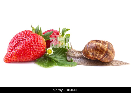 Snail creeping sulle fragole mature Foto Stock