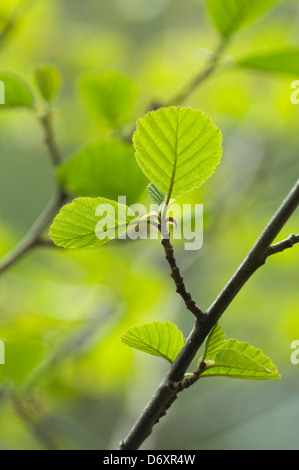 Fresche foglie di ontano in primavera - Alnus glutinosa Foto Stock