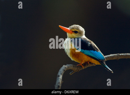 A testa grigia Kingfisher(Halcyon leucocephala), Samburu, Kenya Foto Stock