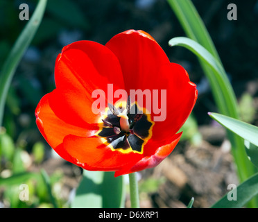 La fantasia rosso tulipano giallo con centro, Foto Stock