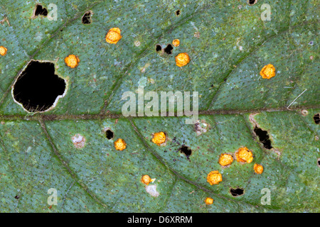 Foglie di un albero della foresta pluviale infettati con un fungo patogeno Foto Stock